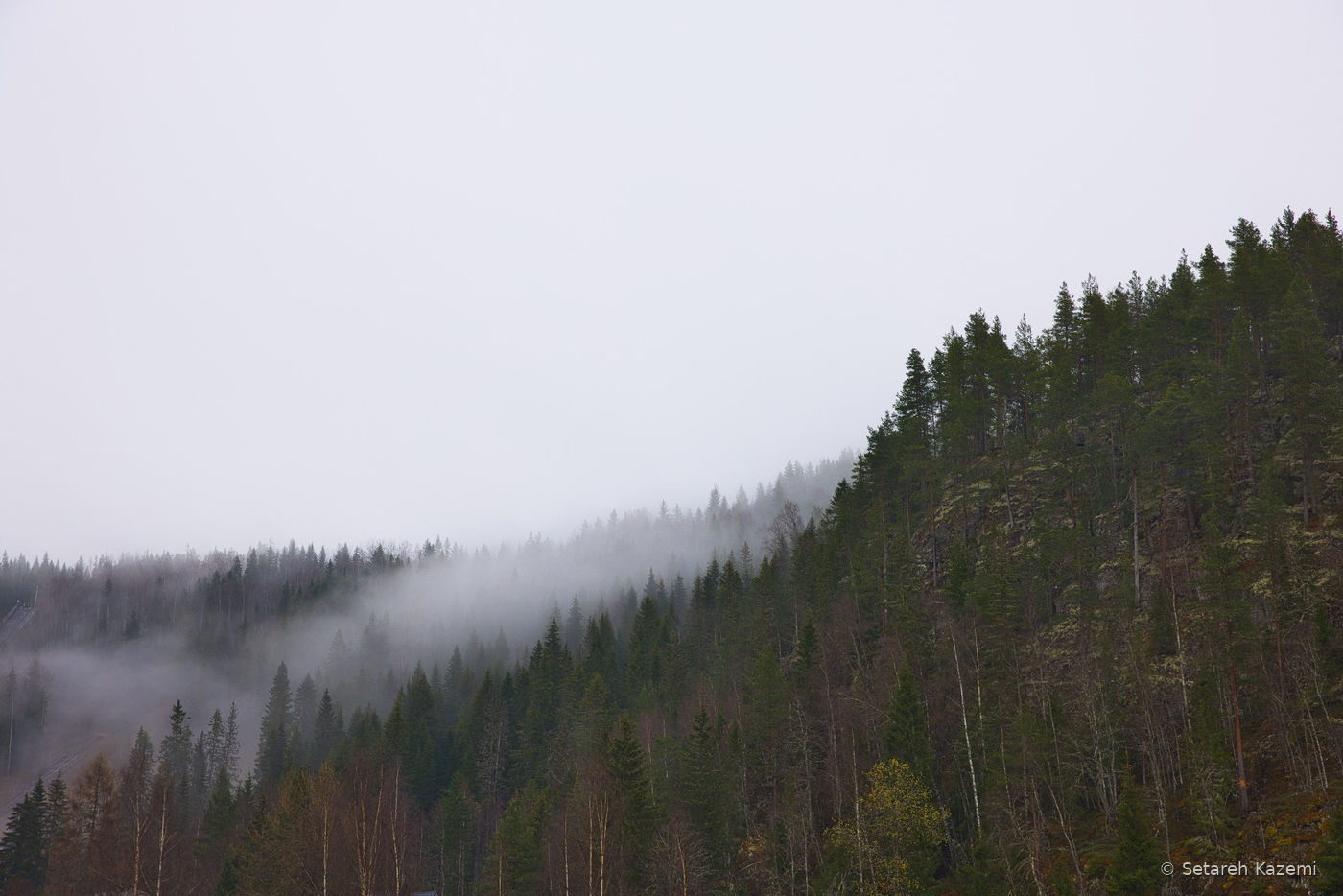 Misty forested hillside fading into low cloud.
