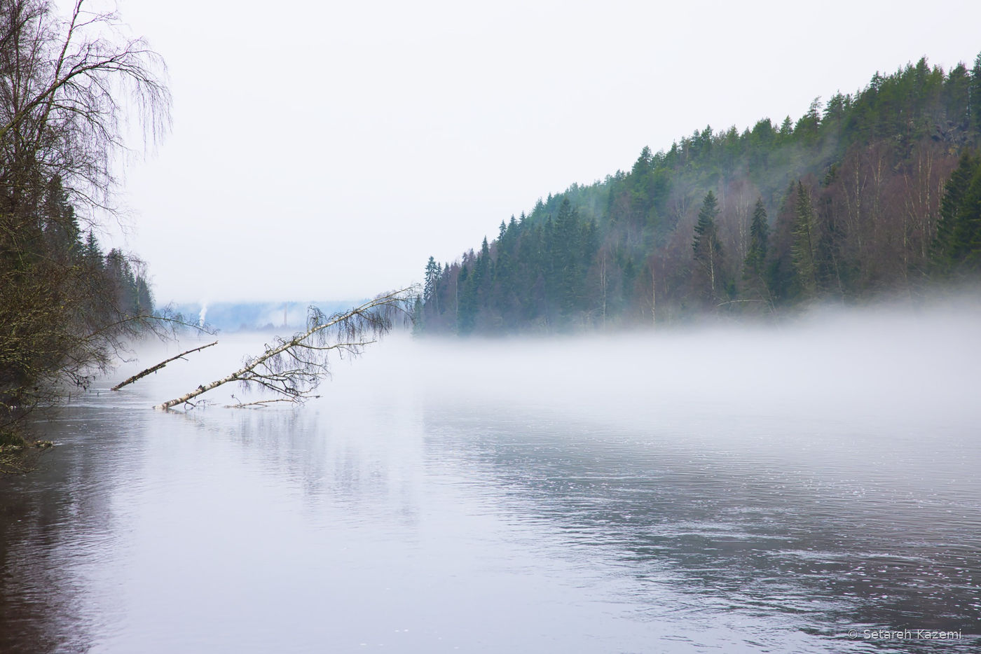 Fallen tree branches reaching into a misty river.