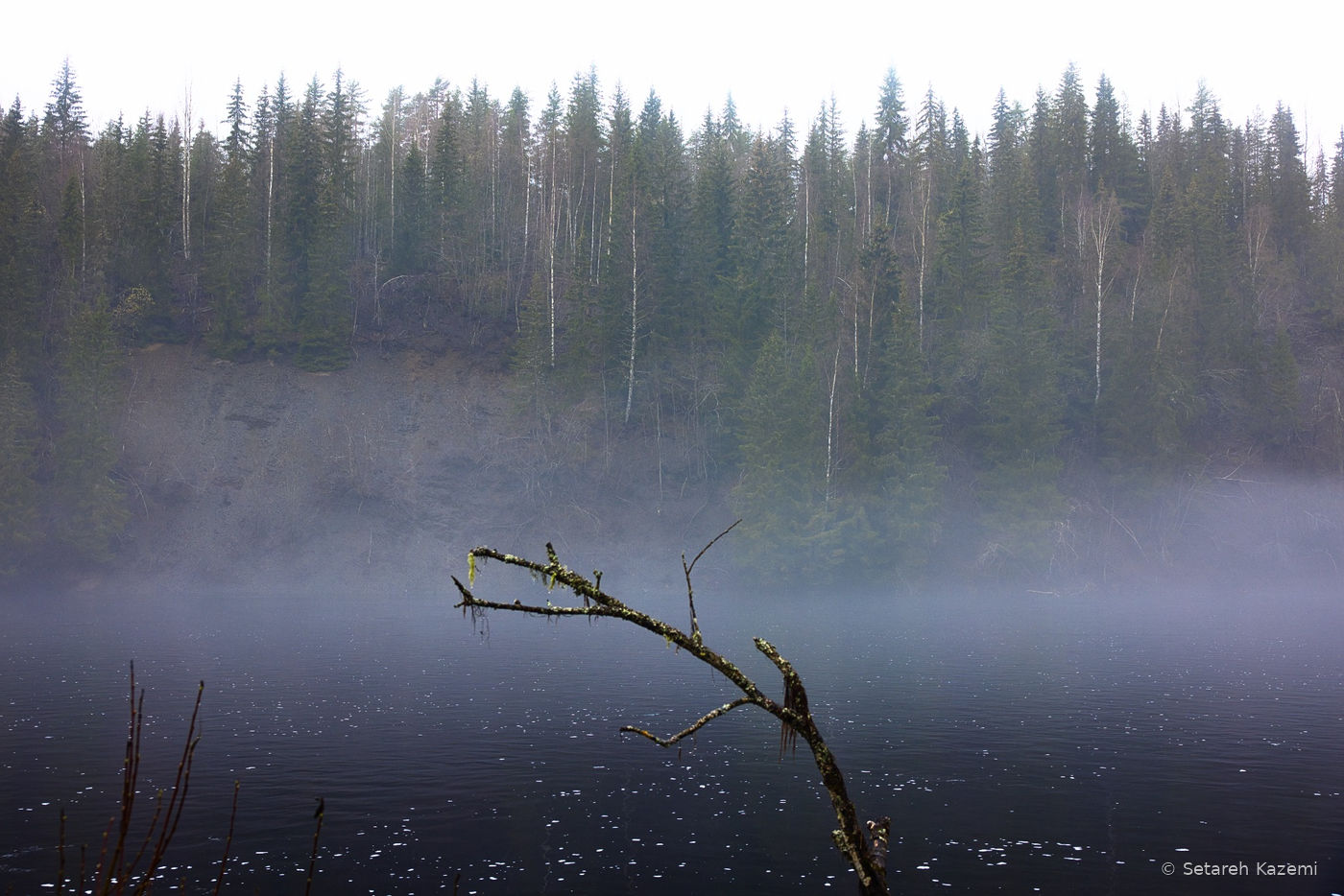 A bare branch in the foreground of a dark river and misty wooded bank.